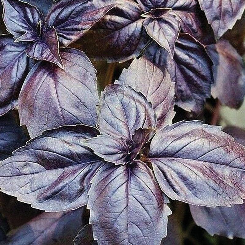 Ocimum Basilicum ‘Red Sapphire’ (Red Sapphire Basil)