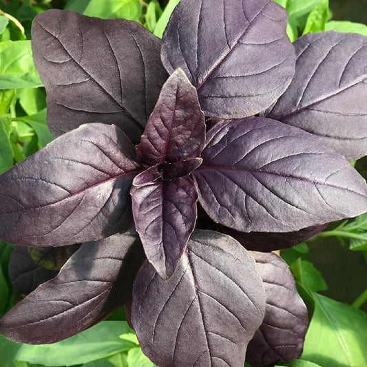 Ocimum Basilicum ‘Red Sapphire’ (Red Sapphire Basil)