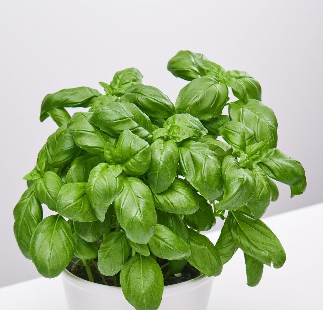 Ocimum Basilicum (Sweet Basil)