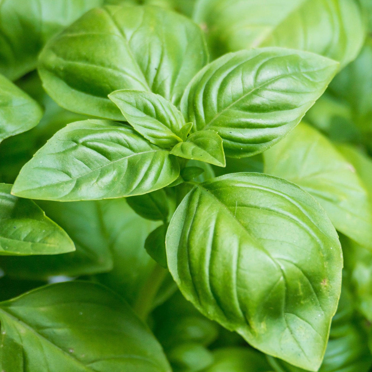 Ocimum Basilicum (Sweet Basil)