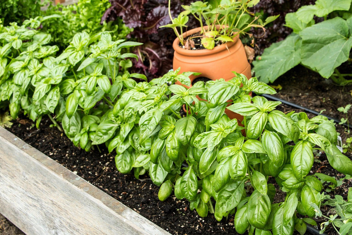 Ocimum Basilicum (Sweet Basil)