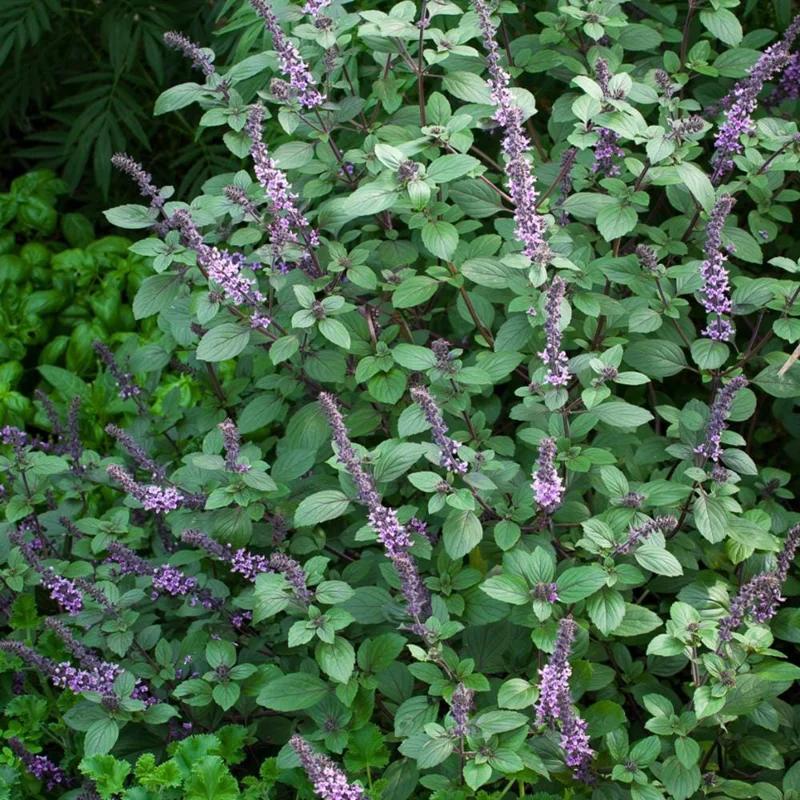 Ocimum ‘Perennial Red’ (Red Perennial Basil)