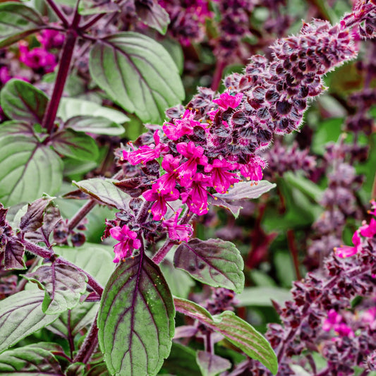 Ocimum ‘Perennial Red’ (Red Perennial Basil)