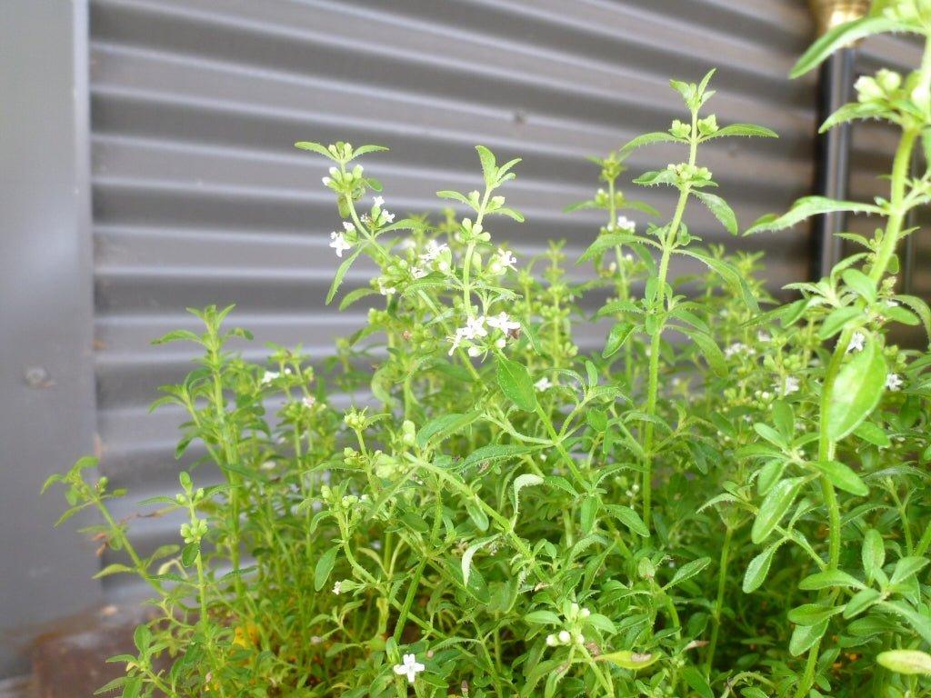 Mentha Satureioides (Bush Mint)