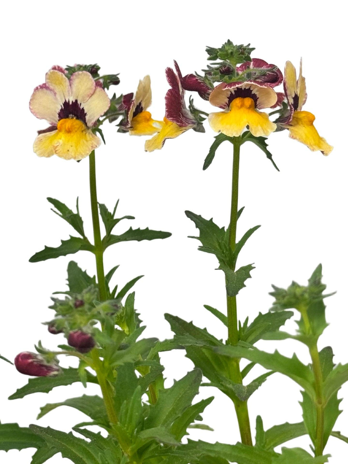 Nemesia 'Bananaberry' (Bananaberry Nemesia)
