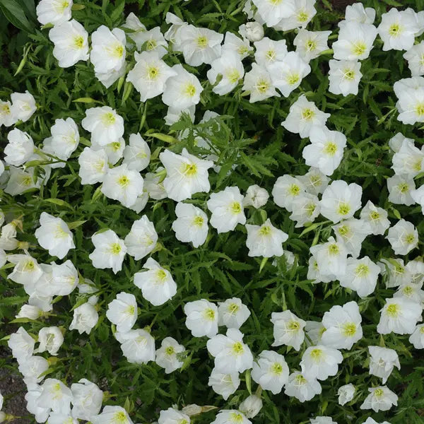 Oenothera Speciosa ‘Alba’ (White Evening Primrose)