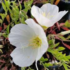 Oenothera Speciosa ‘Alba’ (White Evening Primrose)