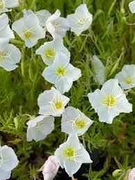 Oenothera Speciosa ‘Alba’ (White Evening Primrose)