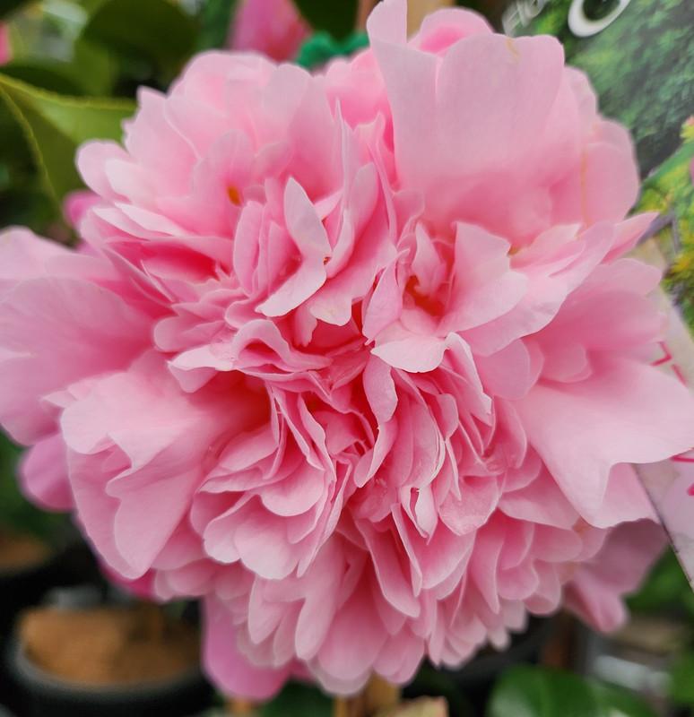 Camellia Floribunda (It’s Gorgeous Camellia)