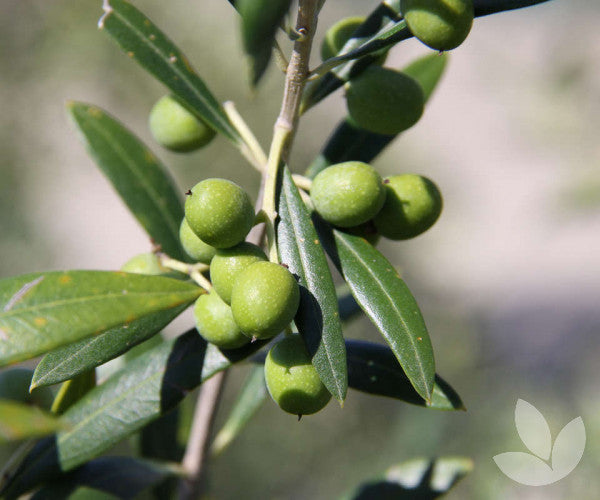 Olea Europaea 'Garden Harvest' (Garden Harvest Olive)