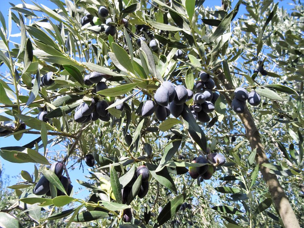 Olea europaea ‘Manzanillo’ (Olive Espaliered)