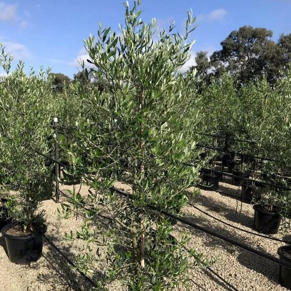 Olea Europaea ‘Tolley’s Upright’ (Tolley’s Upright Olive)