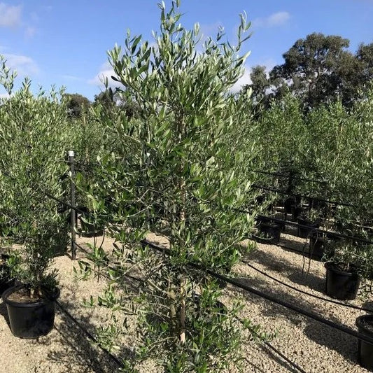 Olea Europaea ‘Tolley’s Upright’ (Tolley’s Upright Olive)