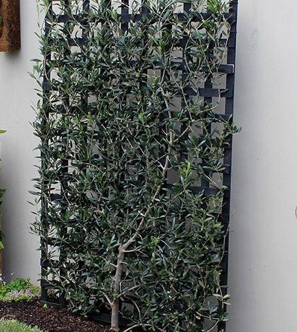 Olea europaea (Olive Espalier)