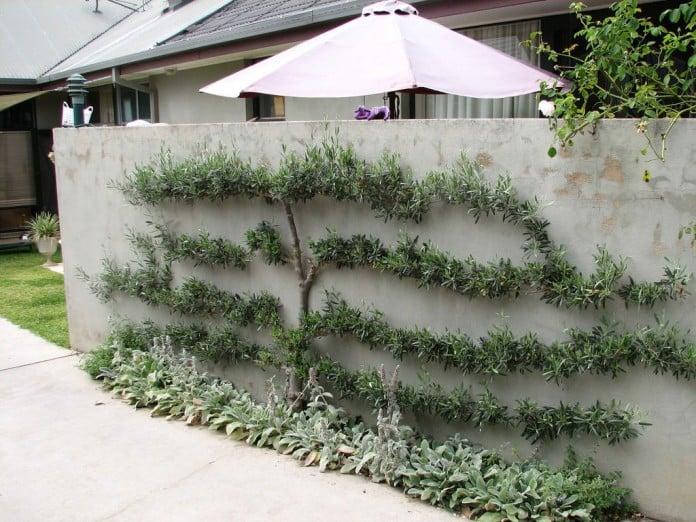 Olea europaea (Olive Espalier)