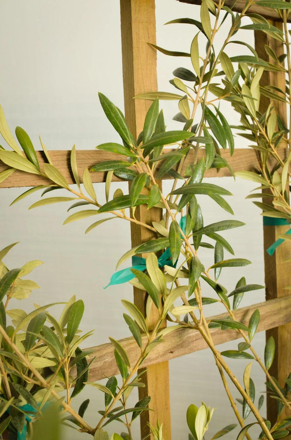 Olea europaea (Olive Espalier)