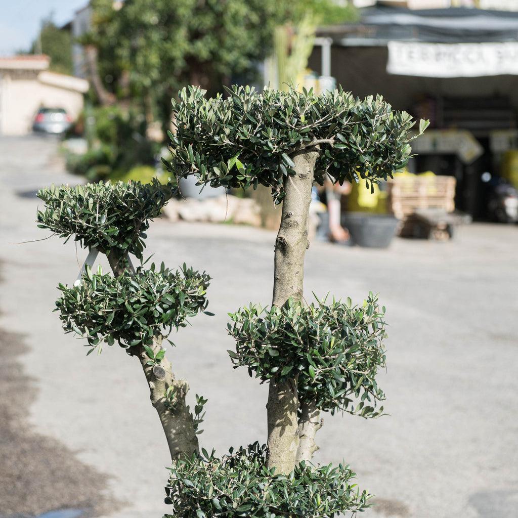 Olea europaea (Olive Espalier)