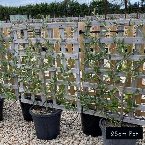 Olea europaea (Olive Espalier)