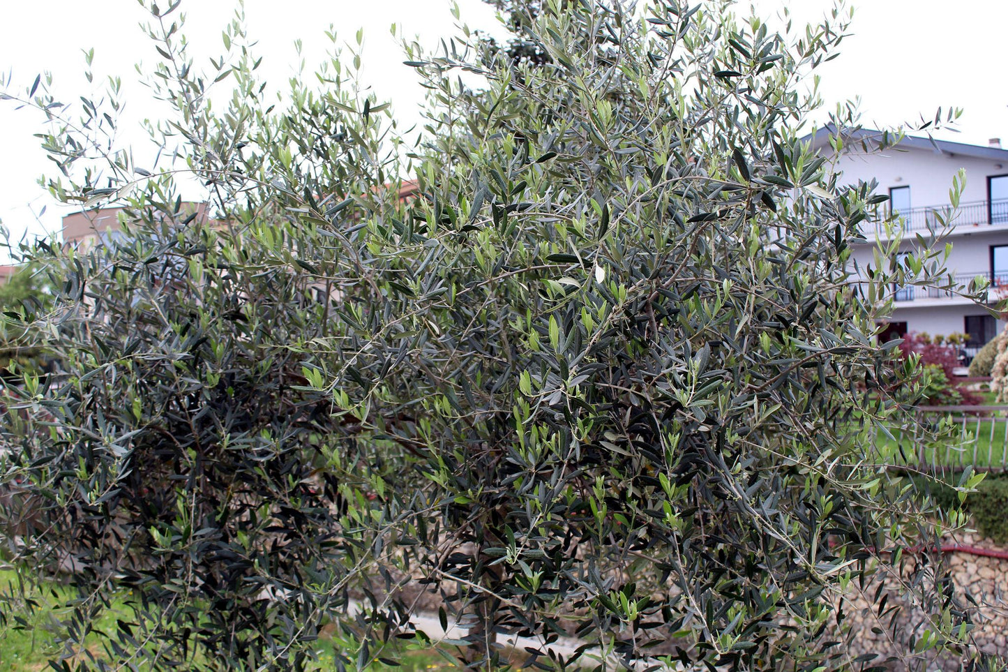 Olea europaea (Olive Espalier)