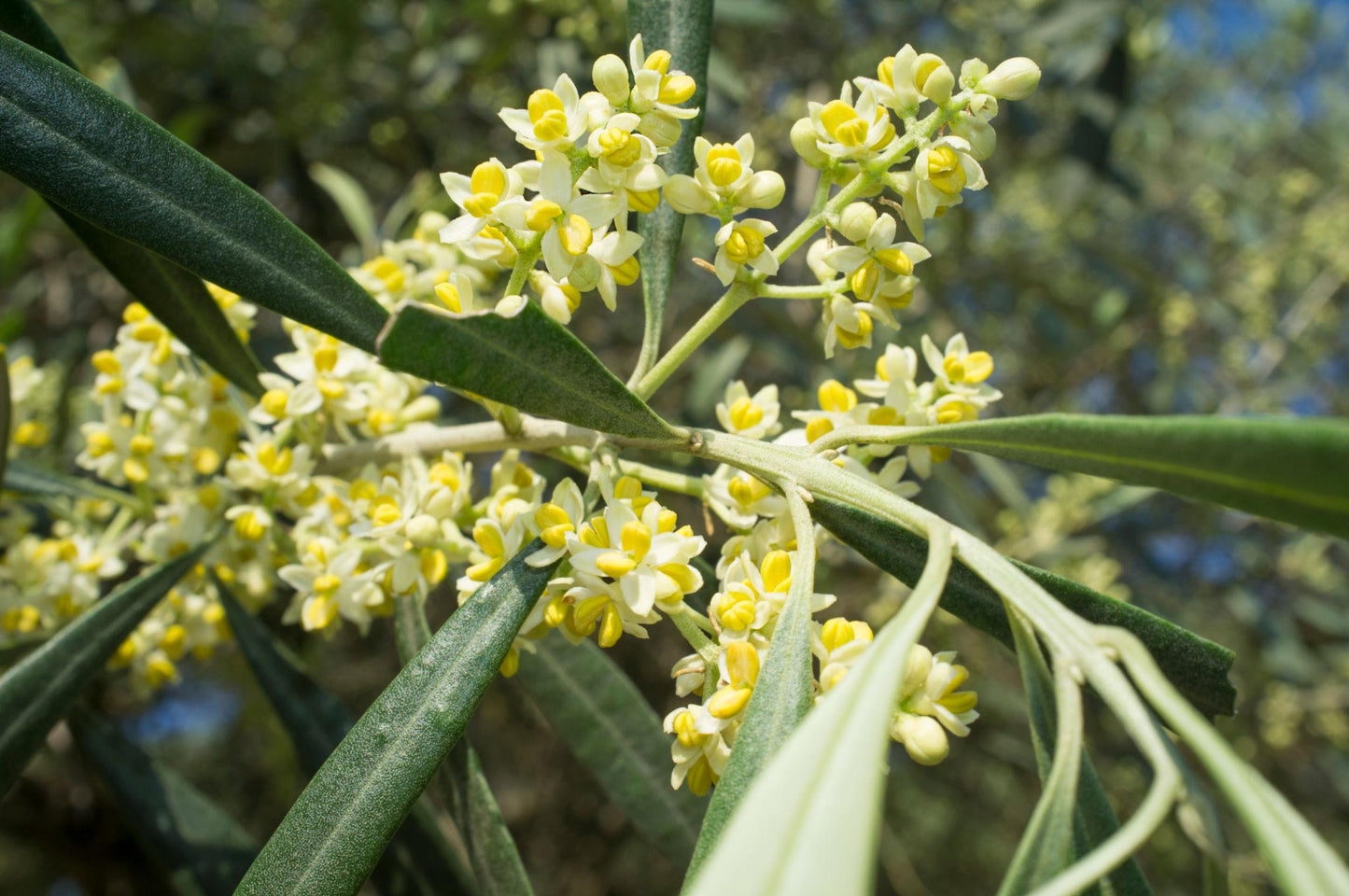 Olea europaea (Olive Espalier)