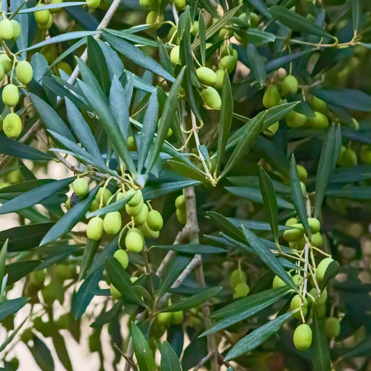 Olea Europaea ‘Mission’ (Mission Olive)