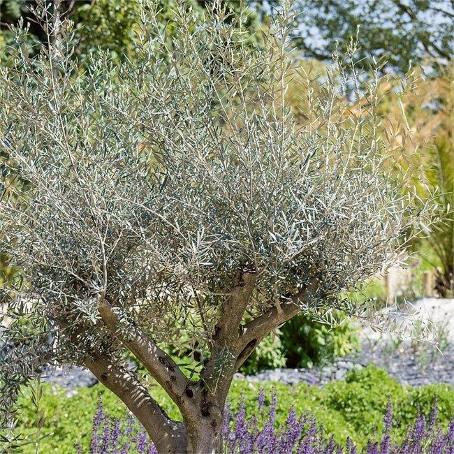 Olea Europaea 'Californian Queen UC13A6' (Californian Queen Olive)