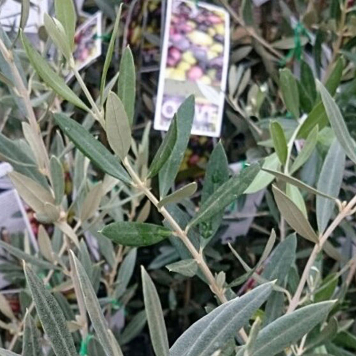 Olea Europaea 'Californian Queen UC13A6' (Californian Queen Olive)