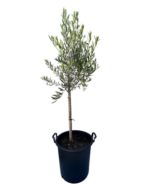 Olea Europaea 'Californian Queen UC13A6' (Californian Queen Olive)