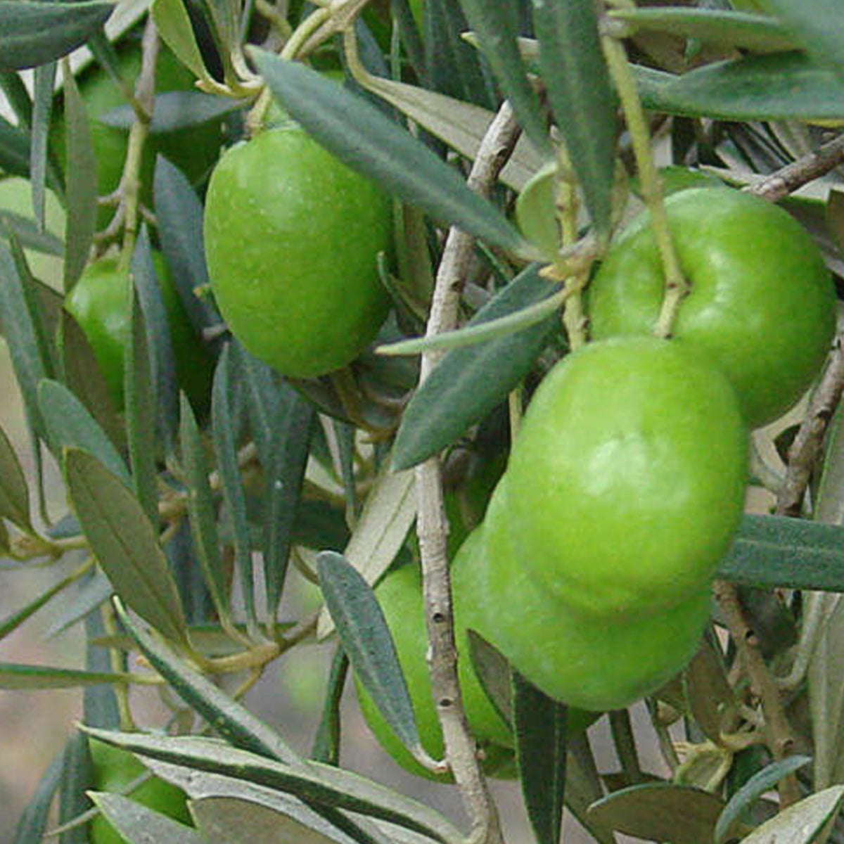 Olea Europaea 'Californian Queen UC13A6' (Californian Queen Olive)