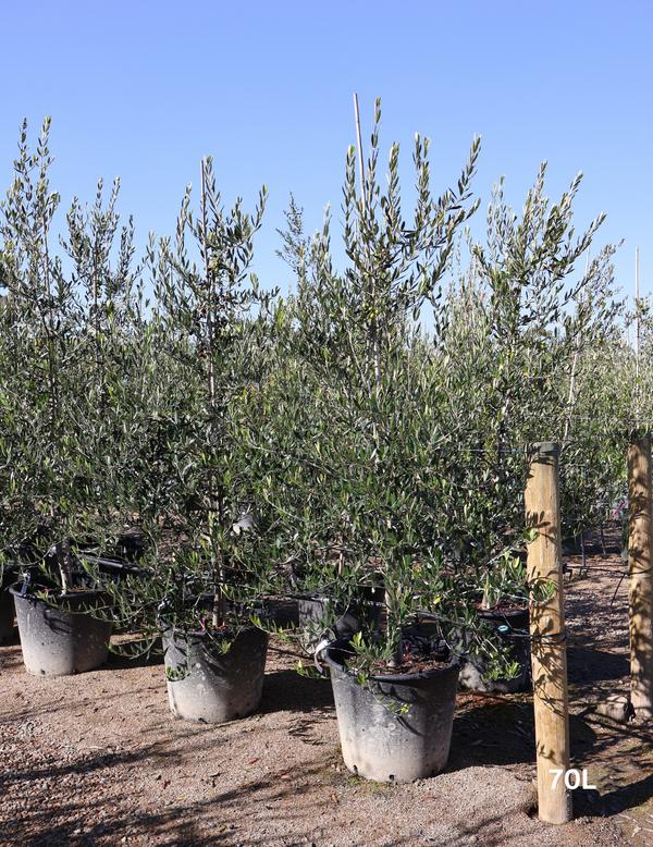 Olea Europaea 'Kalamata' (Kalamata Olive)