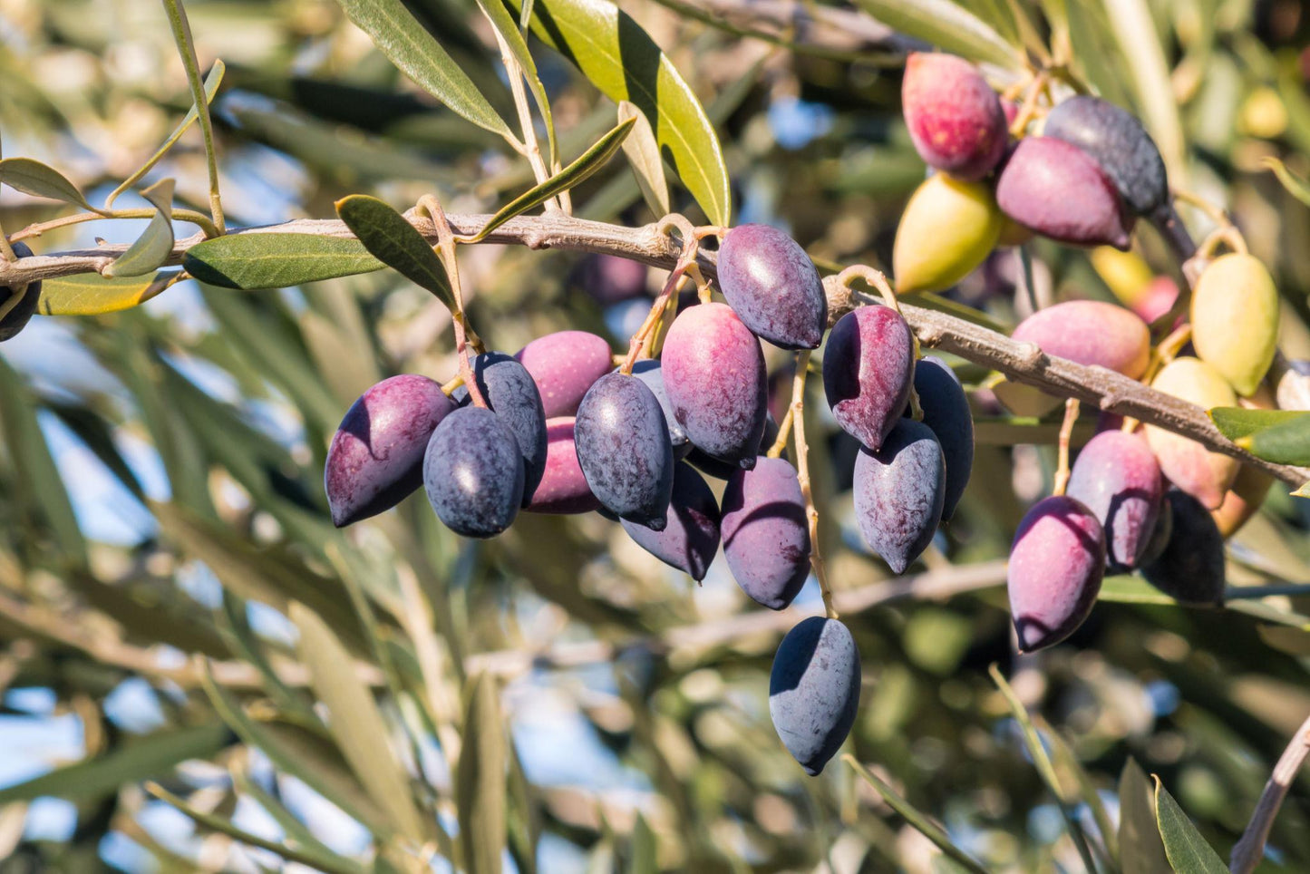 Olea Europaea 'Kalamata' (Kalamata Olive)