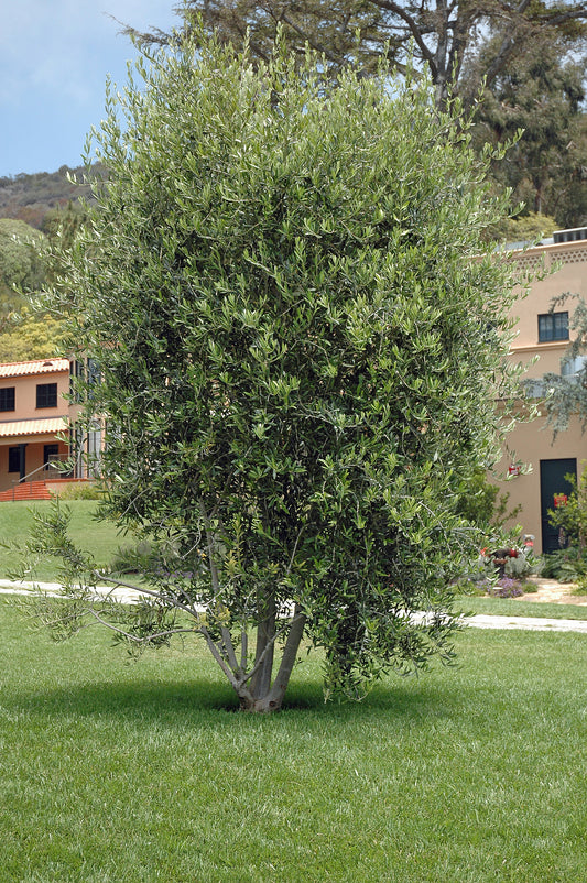 Olea Europaea ‘Swan Hill’ (Swan Hill Olive)