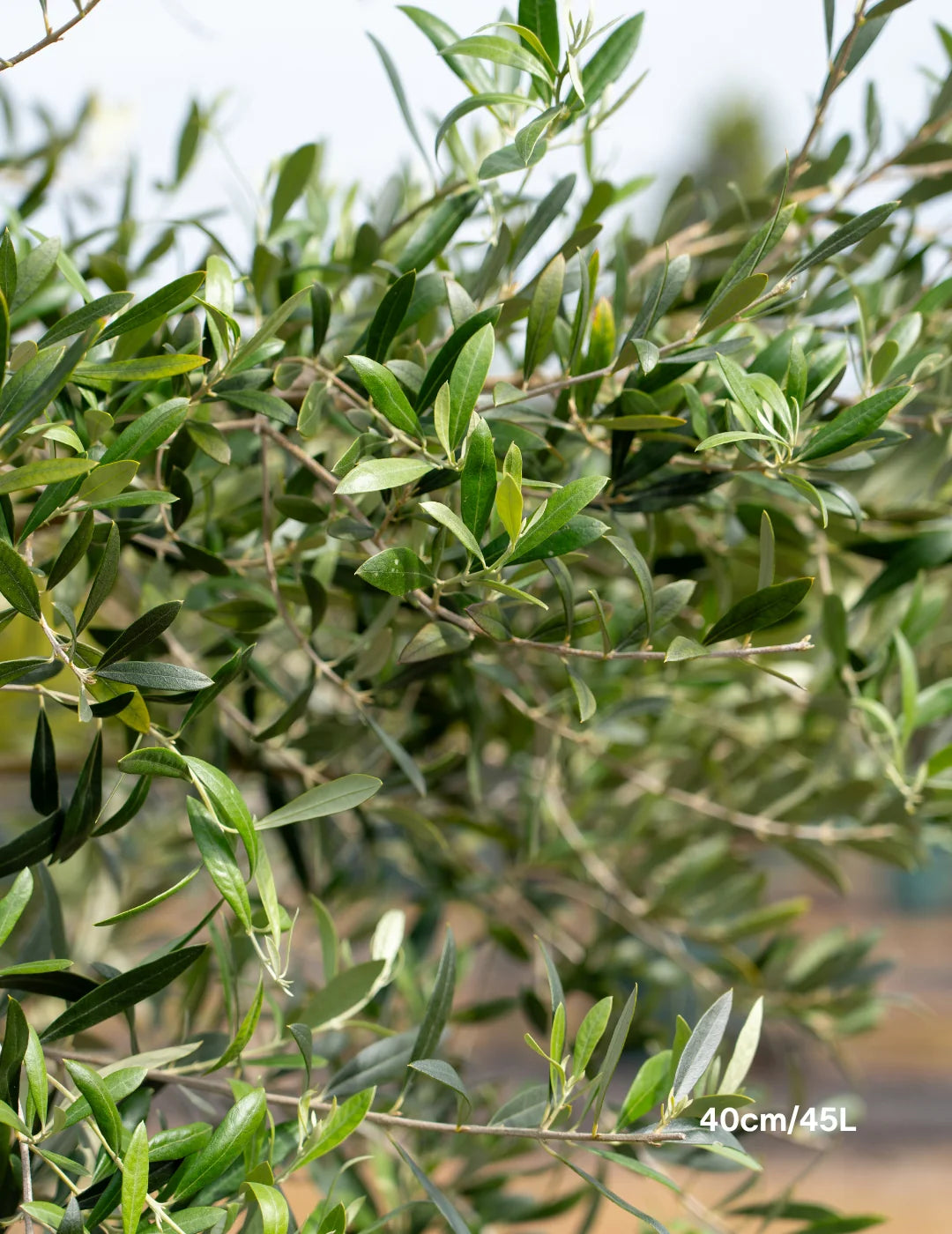 Olea Europaea ‘Swan Hill’ (Swan Hill Olive)