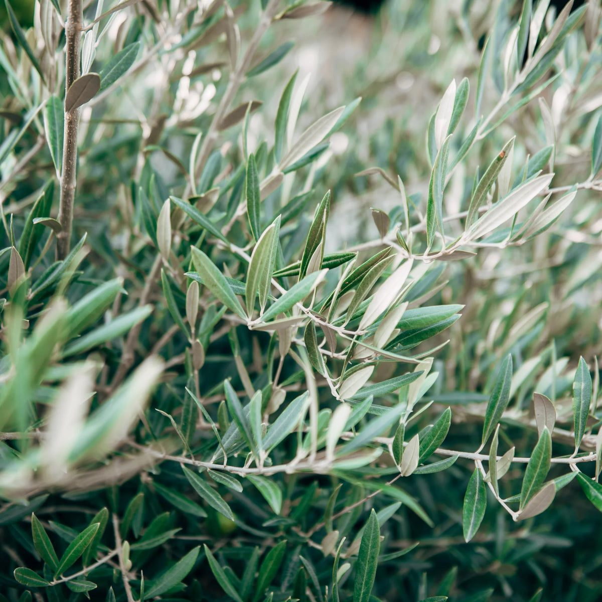Olea Europaea ‘Swan Hill’ (Swan Hill Olive)