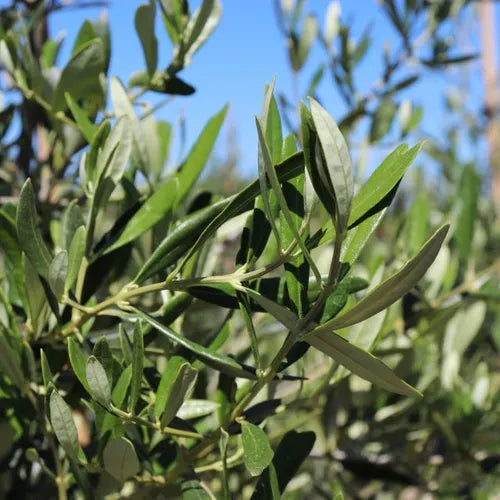 Olea Europaea ‘Tolley’s Upright’ (Tolley’s Upright Olive)