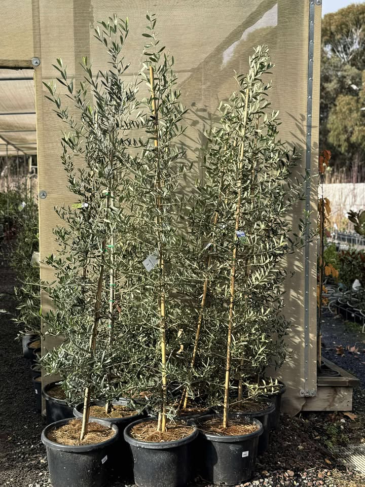 Olea Europaea ‘Tolley’s Upright’ (Tolley’s Upright Olive)