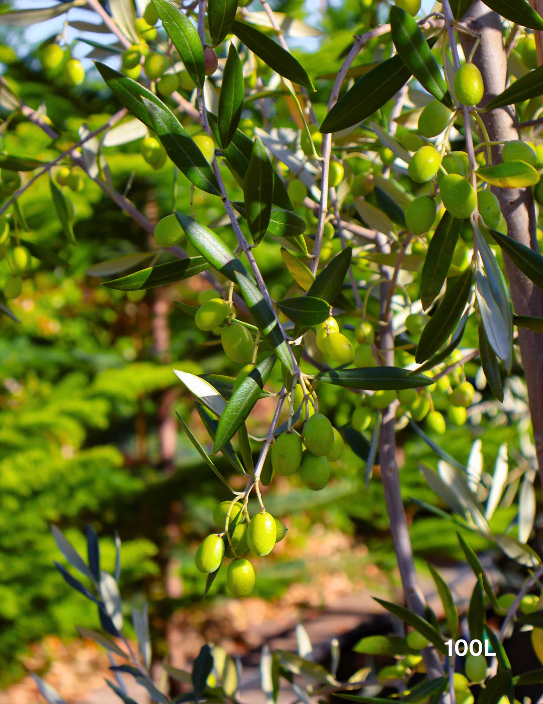 Olea europaea Correggiola (Correggiola Olive)
