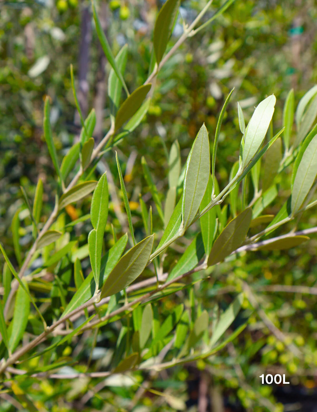 Olea europaea Correggiola (Correggiola Olive)