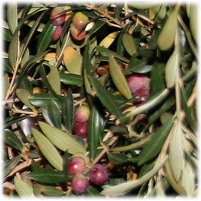 Olea Europaea (Assorted Olive)