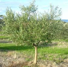 Olea Europaea (Assorted Olive)