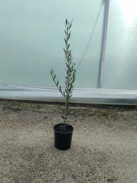 Olea Europaea ‘Manzanillo’ (Manzanillo Olive)