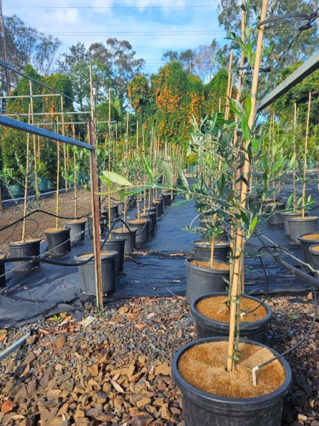 Olea Europaea ‘Manzanillo’ (Manzanillo Olive)