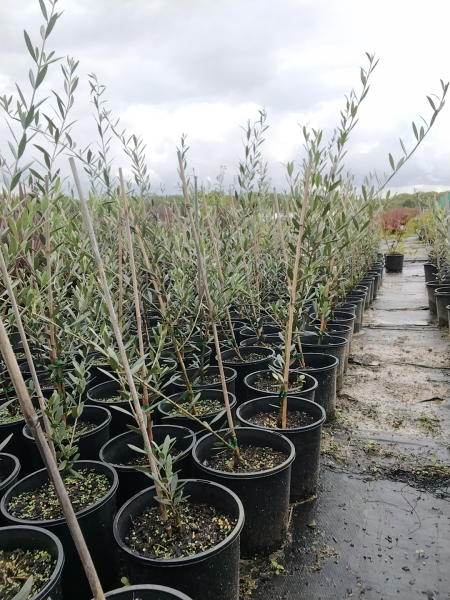 Olea Europaea ‘Manzanillo’ (Manzanillo Olive)