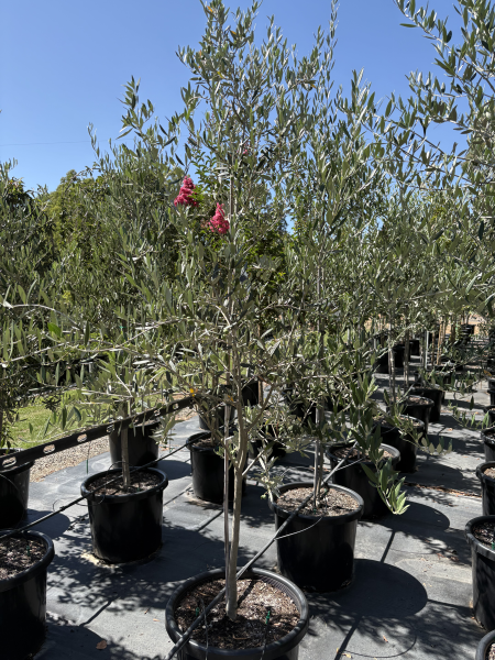 Olea Europaea ‘Manzanillo’ (Manzanillo Olive)