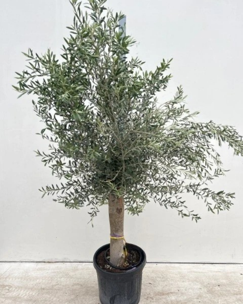 Olea Europaea ‘Mission’ (Mission Olive)