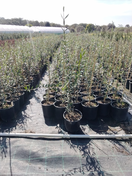 Olea Europaea ‘Mission’ (Mission Olive)