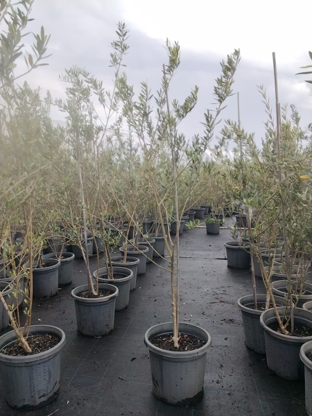 Olea Europaea ‘Mission’ (Mission Olive)