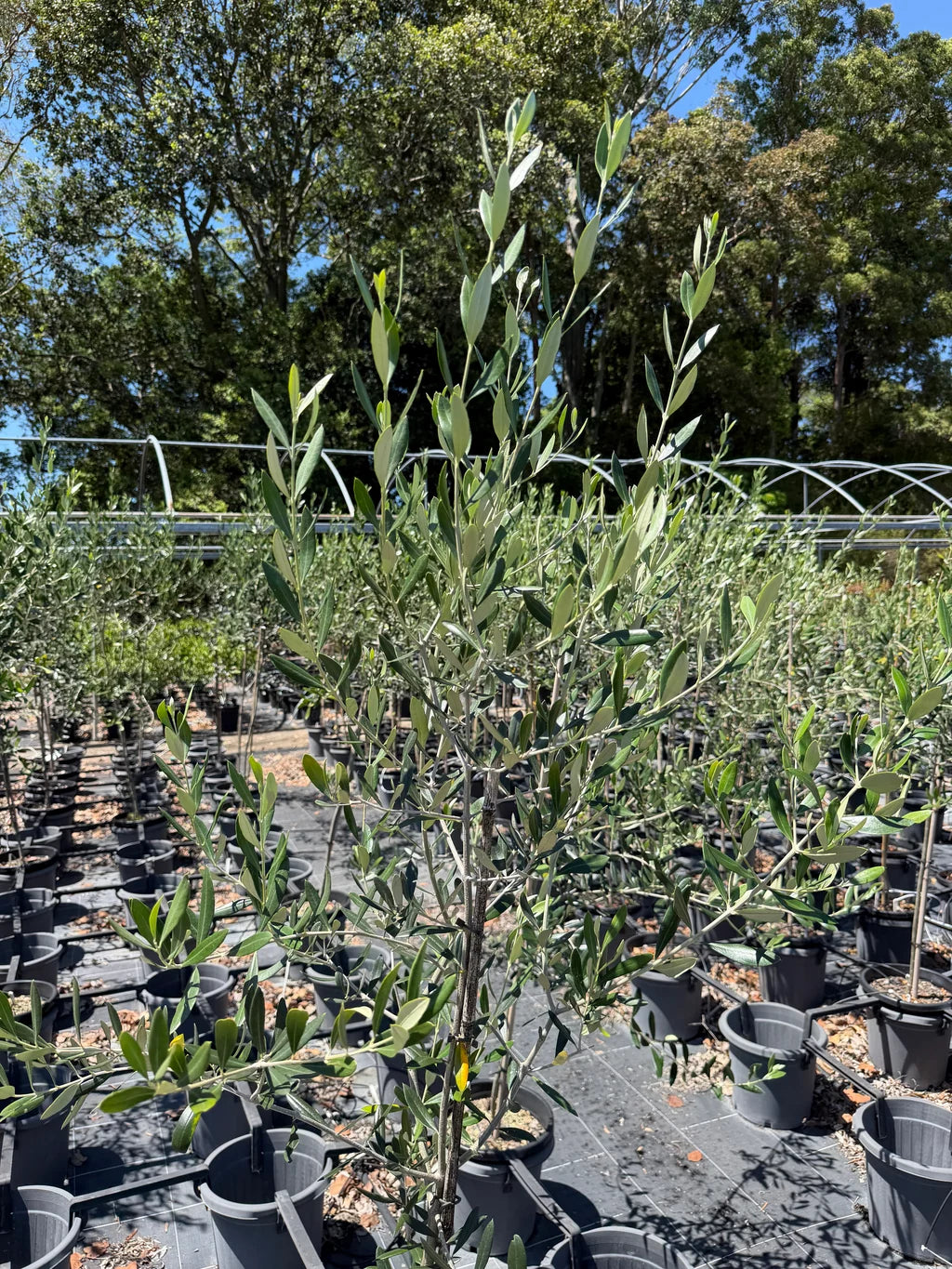 Olea europaea 'Helena' (Helena Olive)