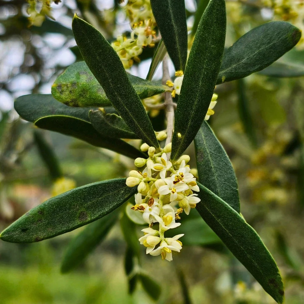 Olea europaea 'Helena' (Helena Olive)