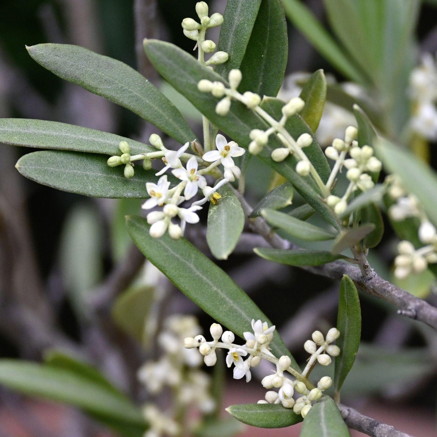 Olea europaea 'Helena' (Helena Olive)
